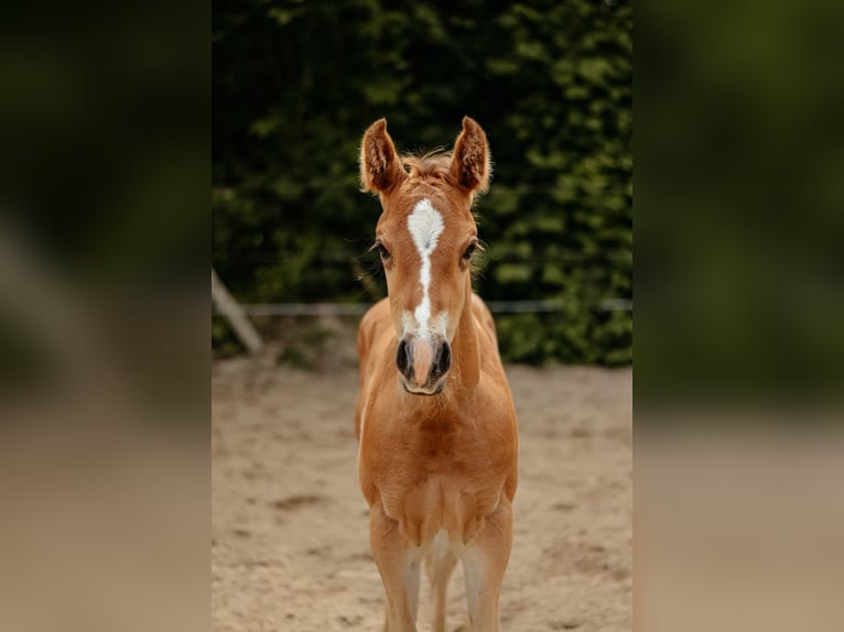 American Quarter Horse Hengst Fohlen (04/2026) 150 cm Brauner in Hameln