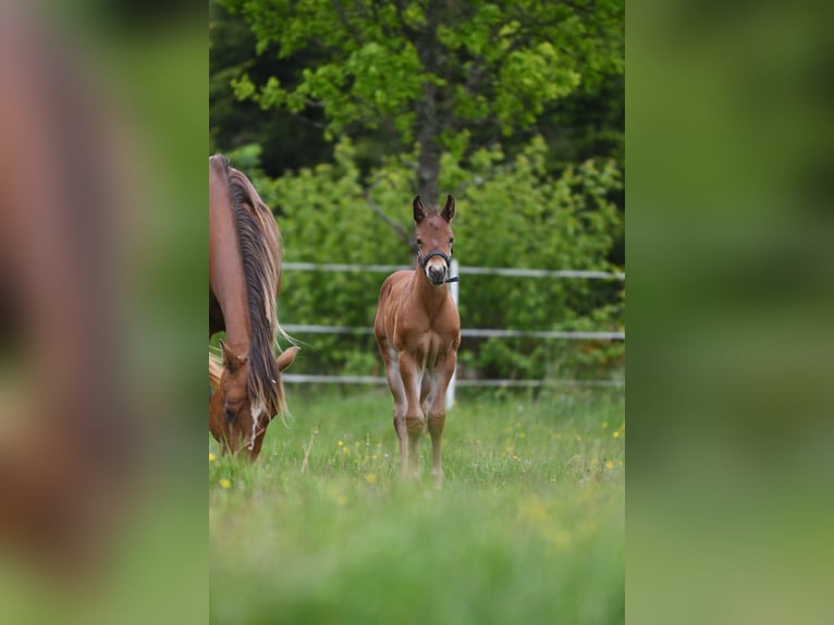 American Quarter Horse Hengst  150 cm Brauner in Hassleholm