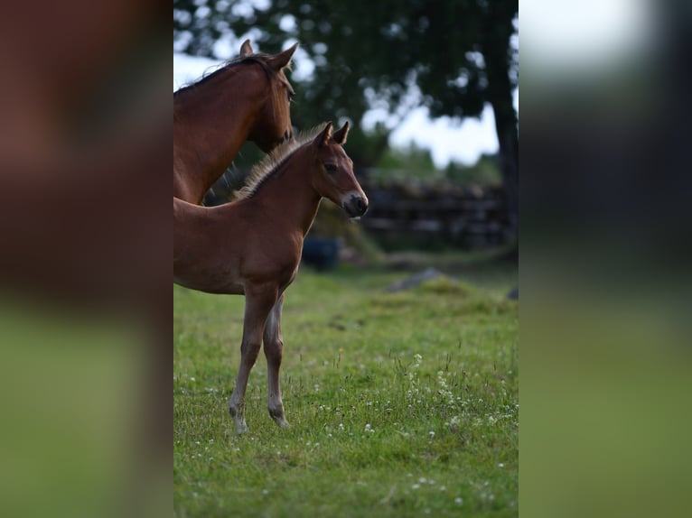 American Quarter Horse Hengst  150 cm Brauner in Hassleholm