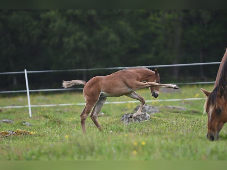 American Quarter Horse Hengst  150 cm Brauner in Hassleholm