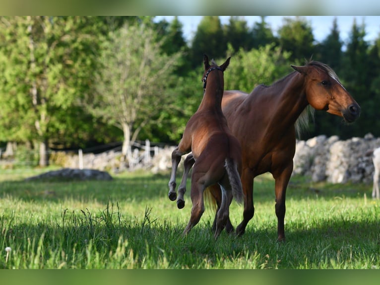 American Quarter Horse Hengst  150 cm Brauner in Hassleholm