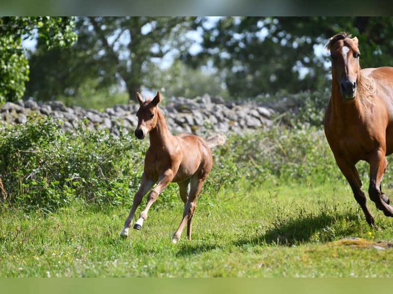 American Quarter Horse Hengst  150 cm Brauner in Hassleholm