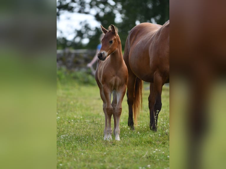 American Quarter Horse Hengst  150 cm Brauner in Hassleholm