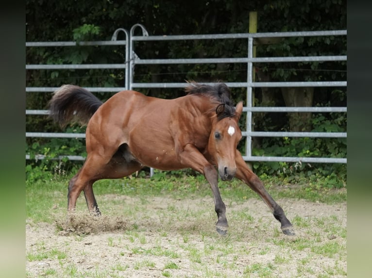 American Quarter Horse Hengst Fohlen (02/2024) 150 cm Brauner in Düsseldorf