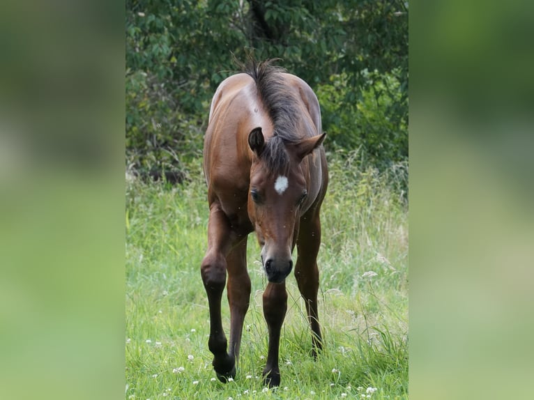 American Quarter Horse Hengst Fohlen (02/2024) 150 cm Brauner in Düsseldorf