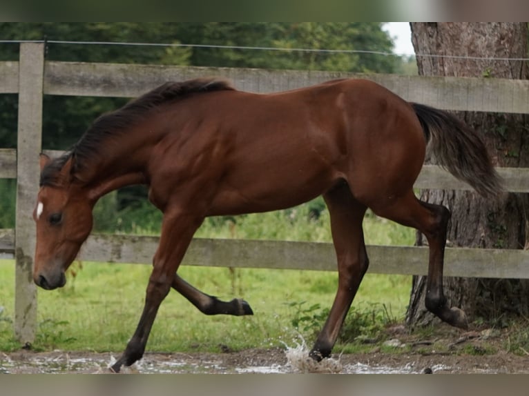 American Quarter Horse Hengst Fohlen (02/2024) 150 cm Brauner in Düsseldorf