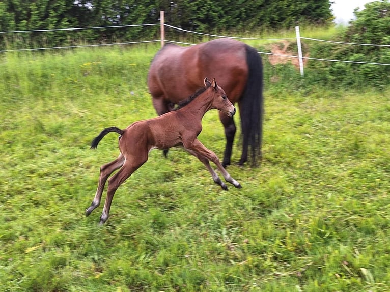 American Quarter Horse Hengst Fohlen (05/2025) 150 cm Brauner in Oberkappel