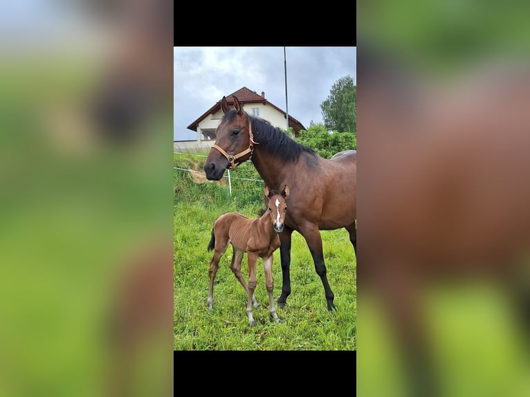 American Quarter Horse Hengst Fohlen (05/2025) 150 cm Brauner in Oberkappel