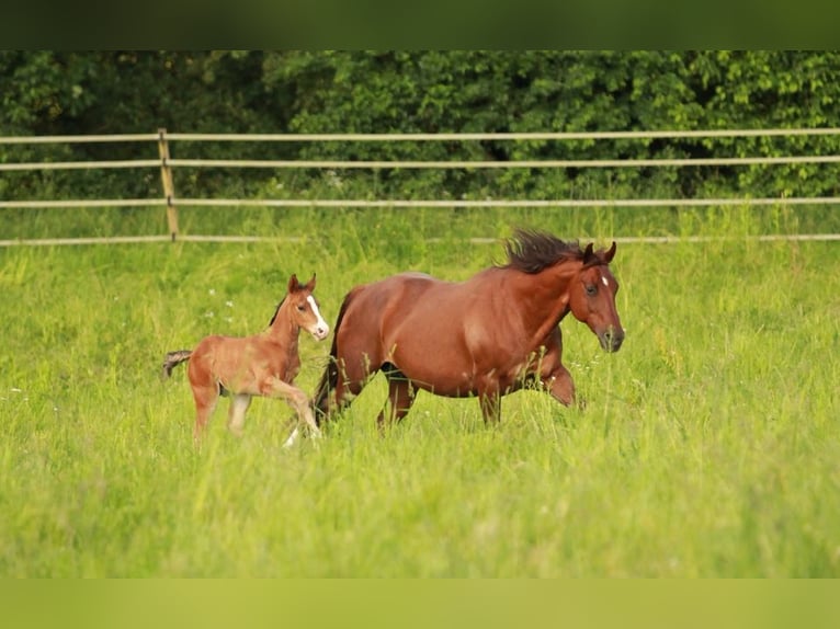 American Quarter Horse Hengst Fohlen (05/2024) 150 cm Brauner in Waldshut-Tiengen