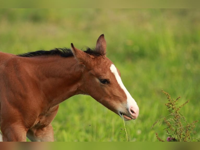 American Quarter Horse Hengst Fohlen (05/2024) 150 cm Brauner in Waldshut-Tiengen