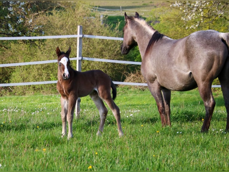 American Quarter Horse Hengst Fohlen (04/2026) 150 cm Brauner in Breitenbach