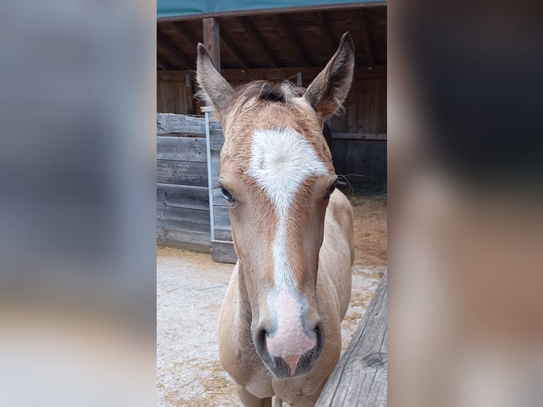 American Quarter Horse Hengst Fohlen (05/2025) 150 cm Buckskin in Bad Kohlgrub