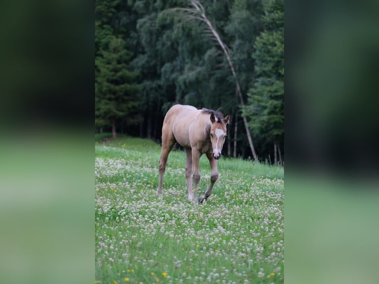 American Quarter Horse Hengst Fohlen (05/2025) 150 cm Buckskin in Bad Kohlgrub