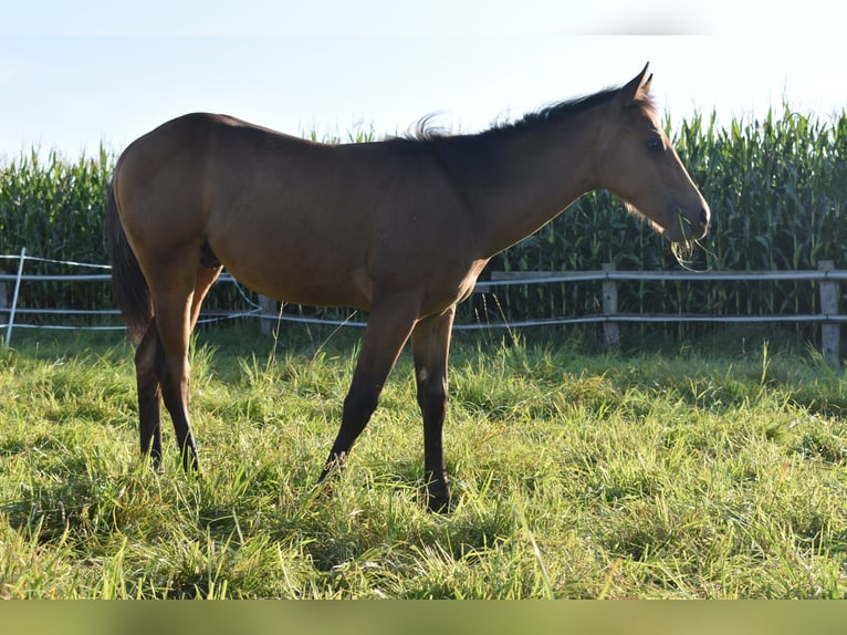 American Quarter Horse Hengst  150 cm Buckskin in Melle