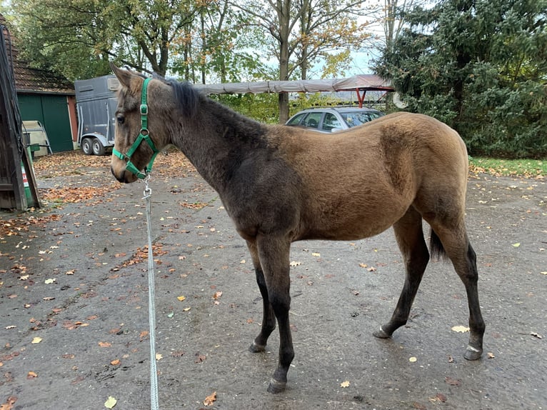 American Quarter Horse Hengst  150 cm Buckskin in Melle