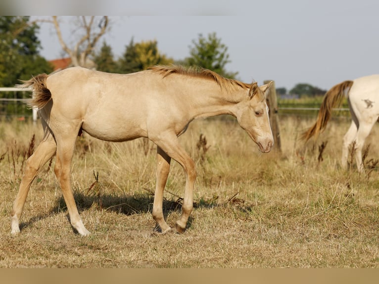 American Quarter Horse Hengst Fohlen (04/2026) 150 cm Champagne in Rödinghausen