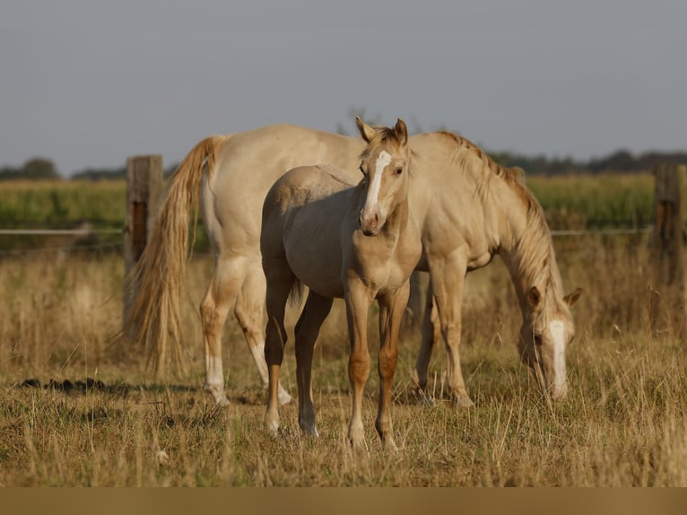 American Quarter Horse Hengst Fohlen (04/2026) 150 cm Champagne in Rödinghausen
