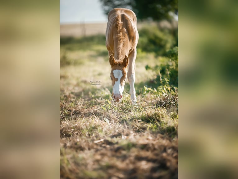 American Quarter Horse Hengst Fohlen (04/2024) 150 cm Champagne in GreußenheimGreußenheim