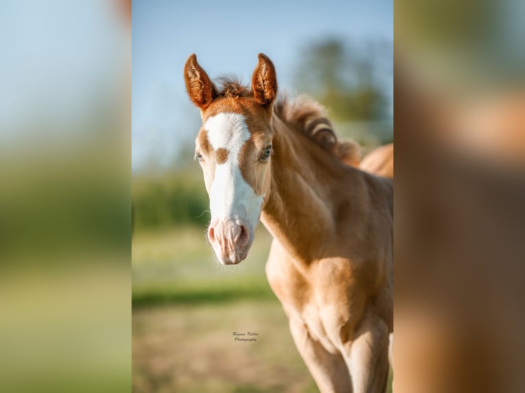 American Quarter Horse Hengst Fohlen (04/2024) 150 cm Champagne in GreußenheimGreußenheim