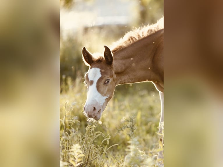 American Quarter Horse Hengst Fohlen (04/2024) 150 cm Champagne in GreußenheimGreußenheim