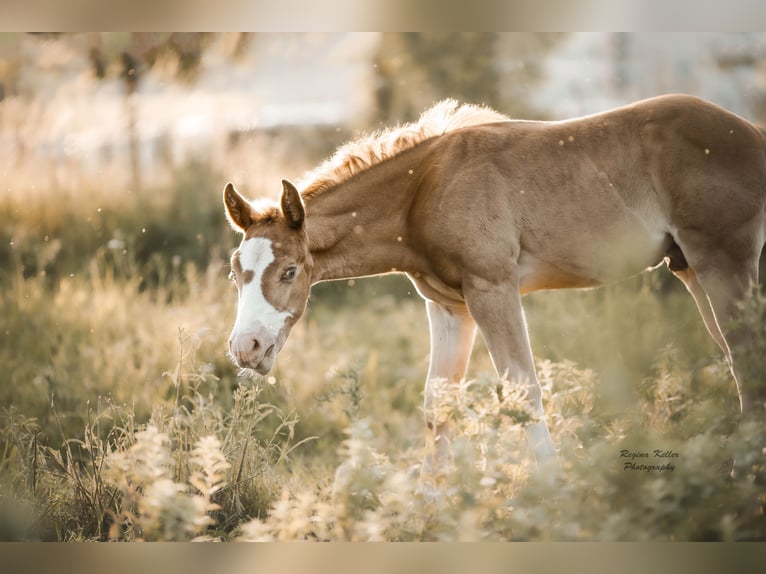 American Quarter Horse Hengst Fohlen (04/2024) 150 cm Champagne in GreußenheimGreußenheim