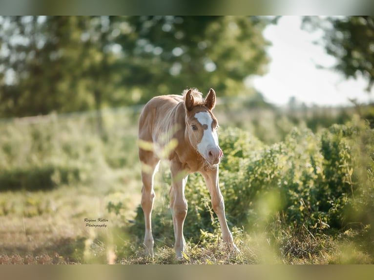 American Quarter Horse Hengst Fohlen (04/2024) 150 cm Champagne in GreußenheimGreußenheim