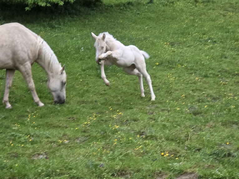 American Quarter Horse Hengst  150 cm Cremello in G&#xFC;ssing