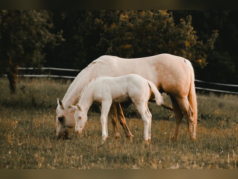 American Quarter Horse Hengst Fohlen (04/2025) 150 cm Cremello in G&#xFC;ssing