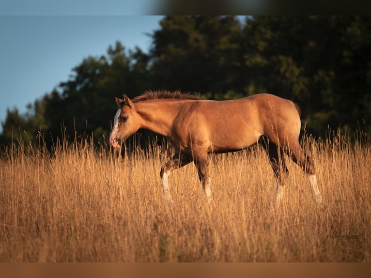 American Quarter Horse Hengst Fohlen (04/2026) 150 cm Dunalino in Hammelburg