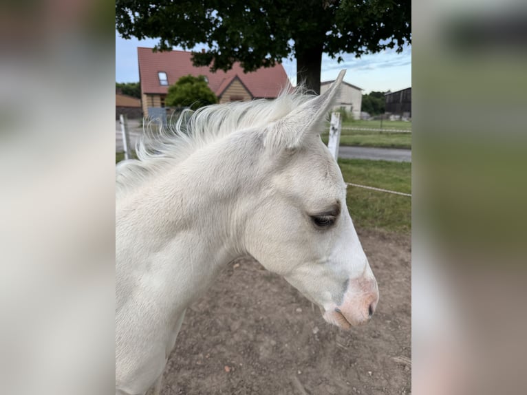 American Quarter Horse Hengst Fohlen (06/2026) 150 cm Dunalino in Brüel