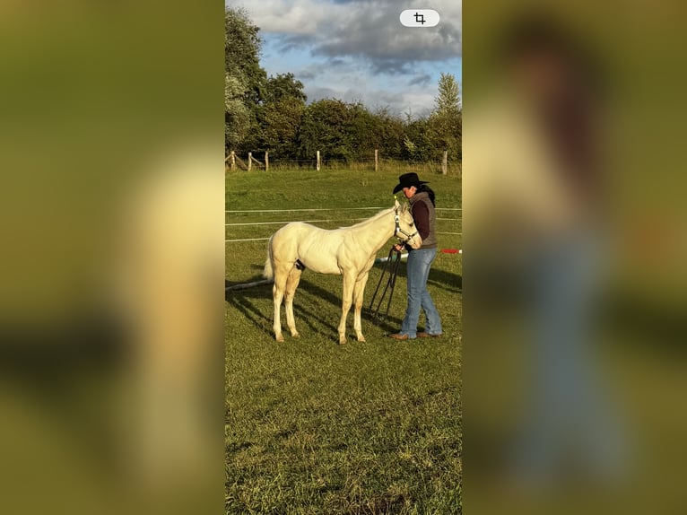 American Quarter Horse Hengst Fohlen (06/2026) 150 cm Dunalino in Brüel