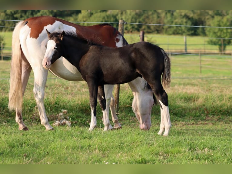American Quarter Horse Hengst Fohlen (05/2025) 150 cm Dunkelbrauner in Hellenthal