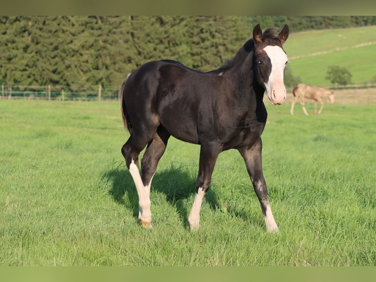 American Quarter Horse Hengst Fohlen (05/2025) 150 cm Dunkelbrauner in Hellenthal