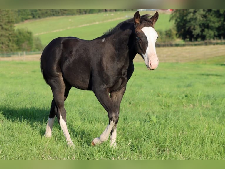 American Quarter Horse Hengst Fohlen (05/2025) 150 cm Dunkelbrauner in Hellenthal