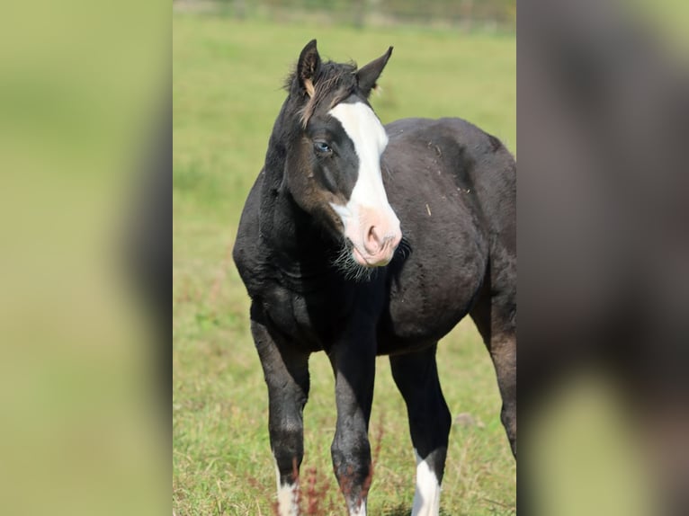 American Quarter Horse Hengst Fohlen (05/2025) 150 cm Dunkelbrauner in Hellenthal
