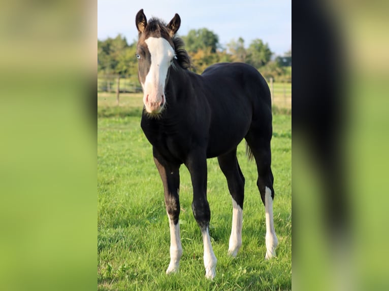 American Quarter Horse Hengst Fohlen (05/2025) 150 cm Dunkelbrauner in Hellenthal