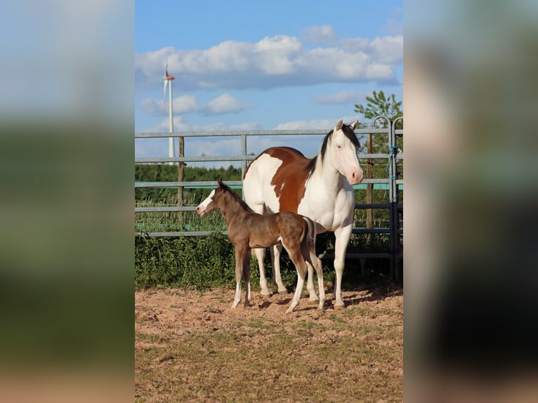 American Quarter Horse Hengst Fohlen (05/2025) 150 cm Dunkelbrauner in Hellenthal