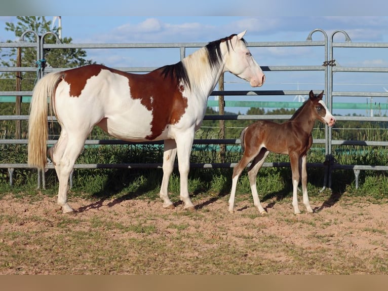 American Quarter Horse Hengst Fohlen (05/2025) 150 cm Dunkelbrauner in Hellenthal