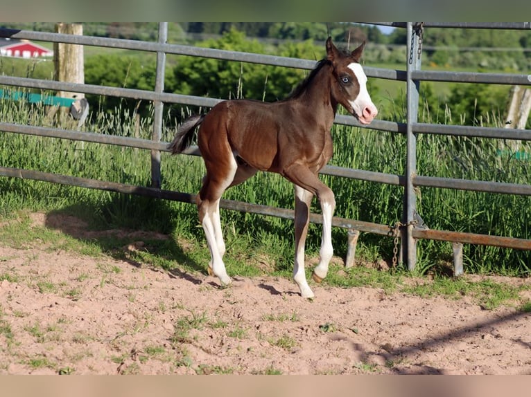 American Quarter Horse Hengst Fohlen (05/2025) 150 cm Dunkelbrauner in Hellenthal