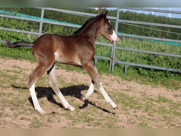 American Quarter Horse Hengst Fohlen (05/2025) 150 cm Dunkelbrauner in Hellenthal