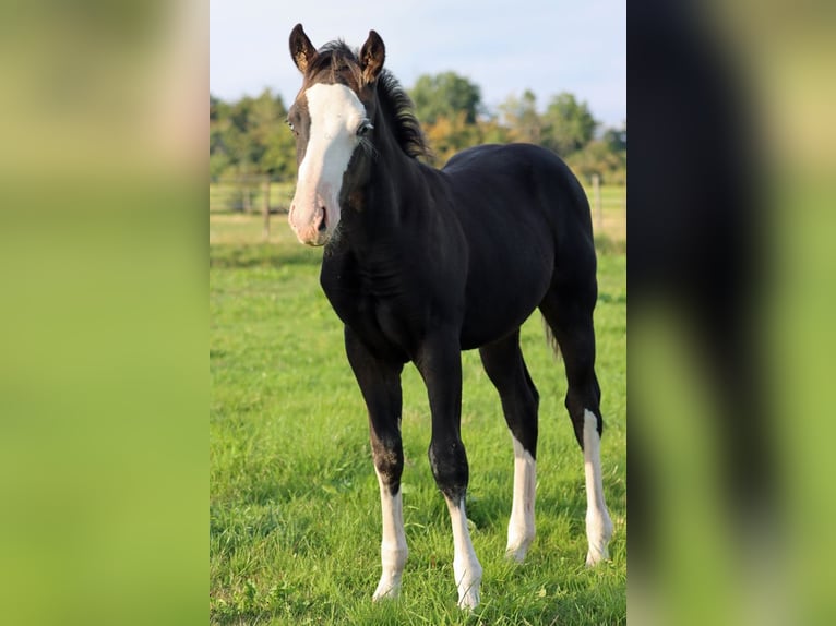 American Quarter Horse Hengst Fohlen (05/2025) 150 cm Dunkelbrauner in Hellenthal