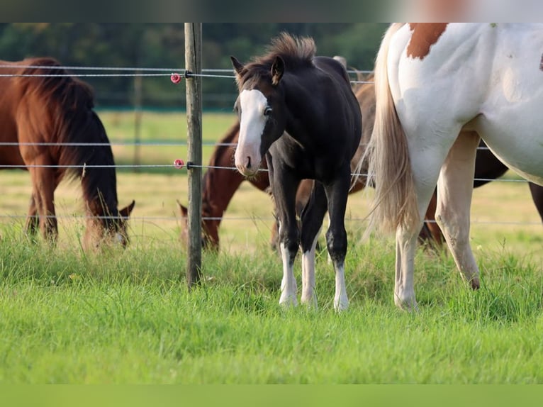 American Quarter Horse Hengst Fohlen (05/2025) 150 cm Dunkelbrauner in Hellenthal
