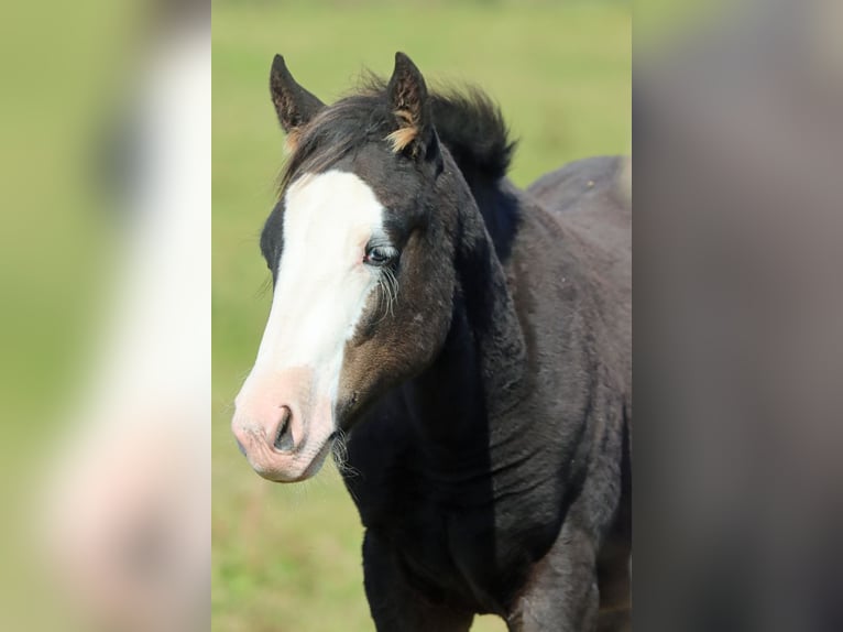 American Quarter Horse Hengst Fohlen (05/2025) 150 cm Dunkelbrauner in Hellenthal