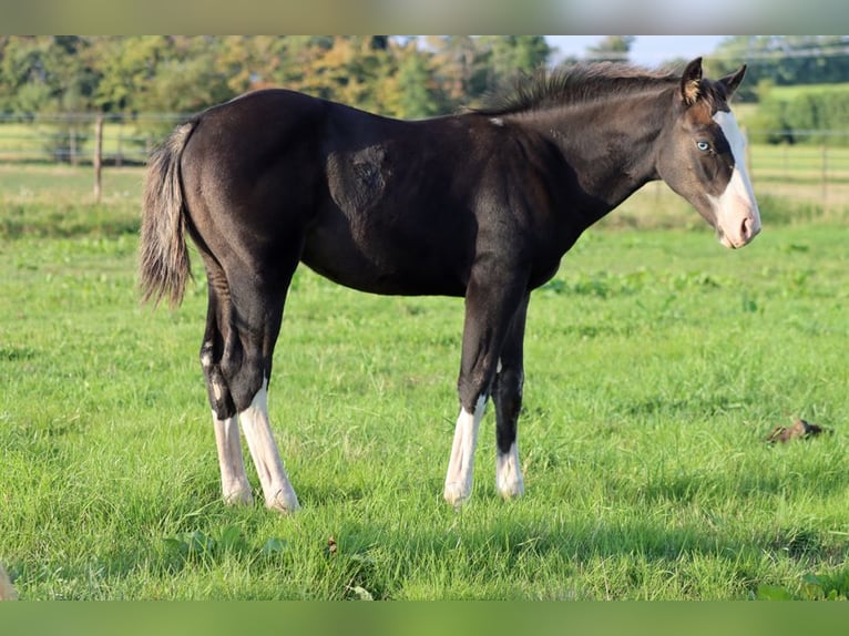 American Quarter Horse Hengst Fohlen (05/2025) 150 cm Dunkelbrauner in Hellenthal
