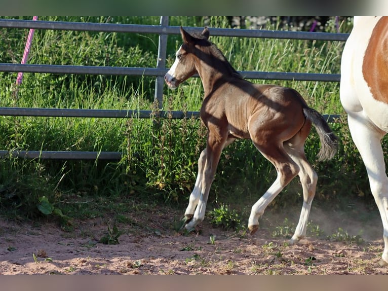 American Quarter Horse Hengst Fohlen (05/2025) 150 cm Dunkelbrauner in Hellenthal
