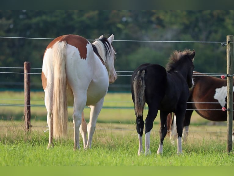 American Quarter Horse Hengst Fohlen (05/2025) 150 cm Dunkelbrauner in Hellenthal