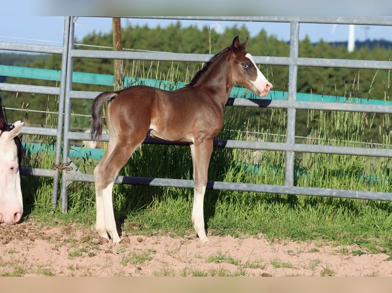 American Quarter Horse Hengst Fohlen (05/2025) 150 cm Dunkelbrauner in Hellenthal