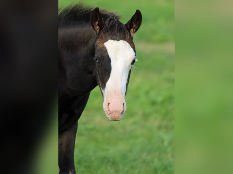 American Quarter Horse Hengst Fohlen (05/2025) 150 cm Dunkelbrauner in Hellenthal