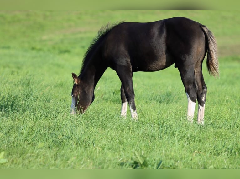 American Quarter Horse Hengst Fohlen (05/2025) 150 cm Dunkelbrauner in Hellenthal