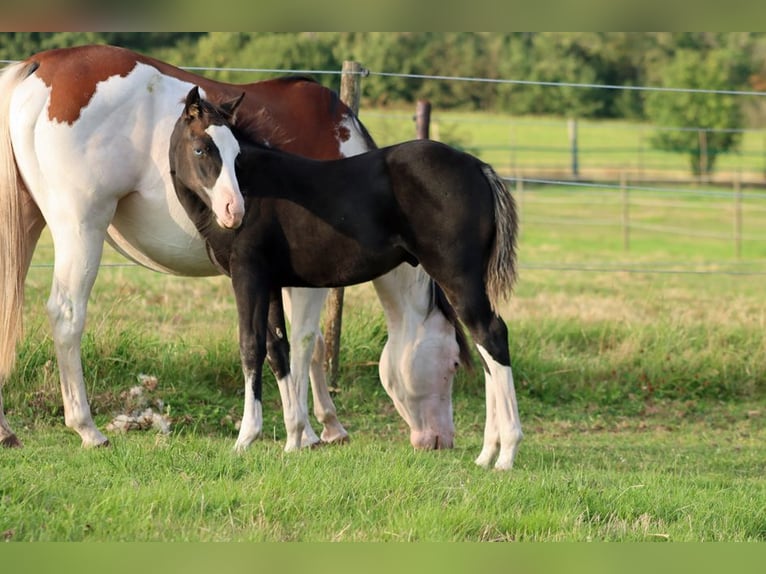 American Quarter Horse Hengst Fohlen (05/2025) 150 cm Dunkelbrauner in Hellenthal